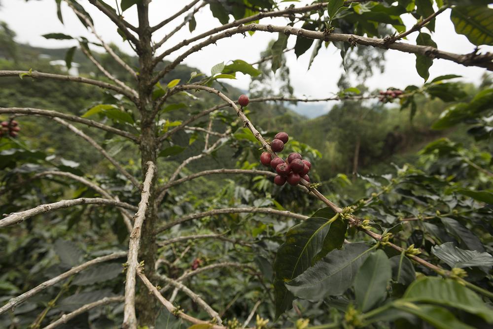 Coffee beans growing on coffee plant on a farm in Colombia. Photo by Stephen Petegorsky