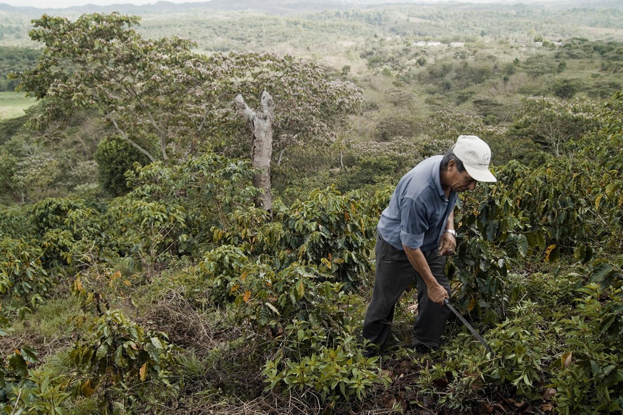 Man standing in field harvesting coffee