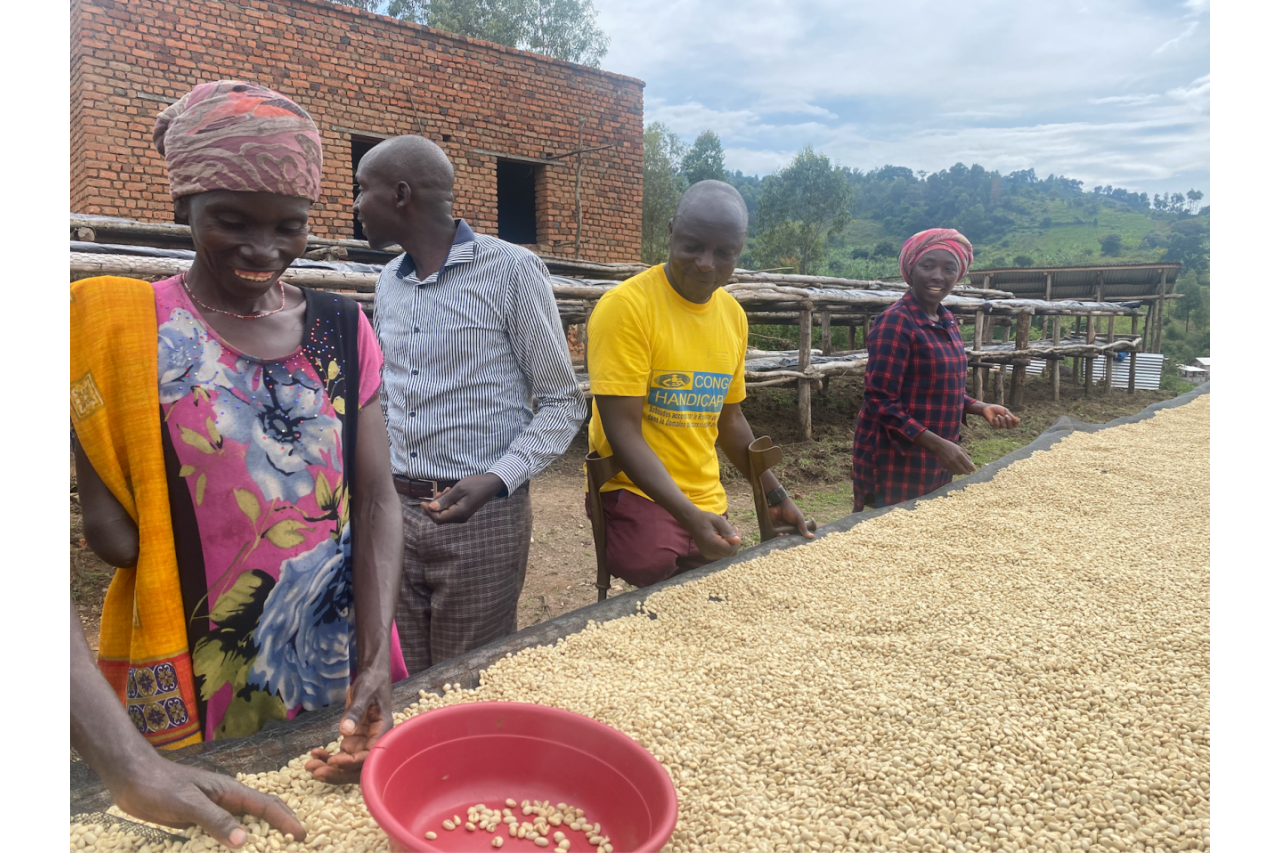 Landmine survivors in the DRC drying coffee.