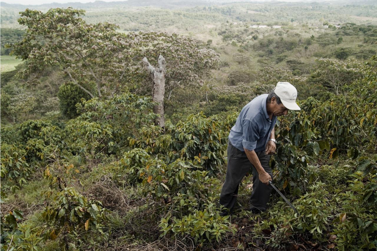Man standing in field harvesting coffee