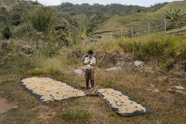 Coffee farmer standing in the middle of field next to drying coffee beans in Cauca, Colombia. Photo by Stephen Petegorsky