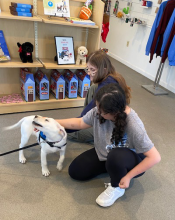students pet a puppy in training